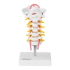 Model anatomiczny odcinka szyjnego kręgosłupa człowieka w skali 1:1